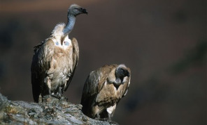 avvoltoio_sudafrica_296.jpg