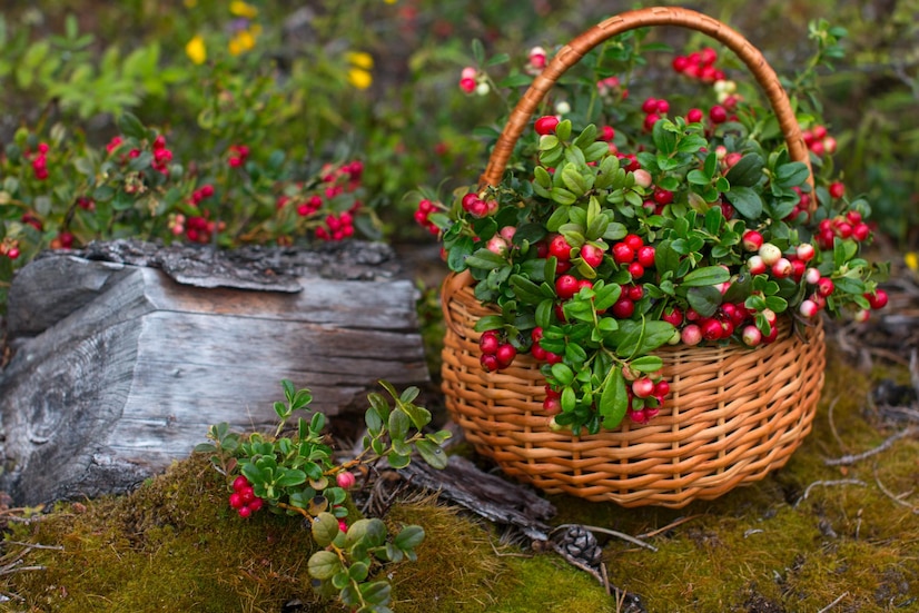 bouquet-red-lingonberries-wicker-basket-stands-forest-berry-harvest-forest-picture-village-concept_344253-3052.jpg