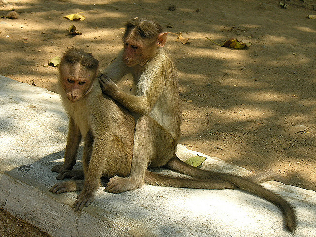 monkeys-grooming.jpg