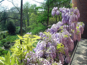 fiori-primavera-orto-botanico-brera-300x225.jpg