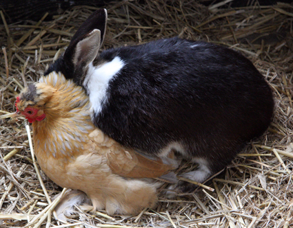 rabbit+humping+chicken.jpg