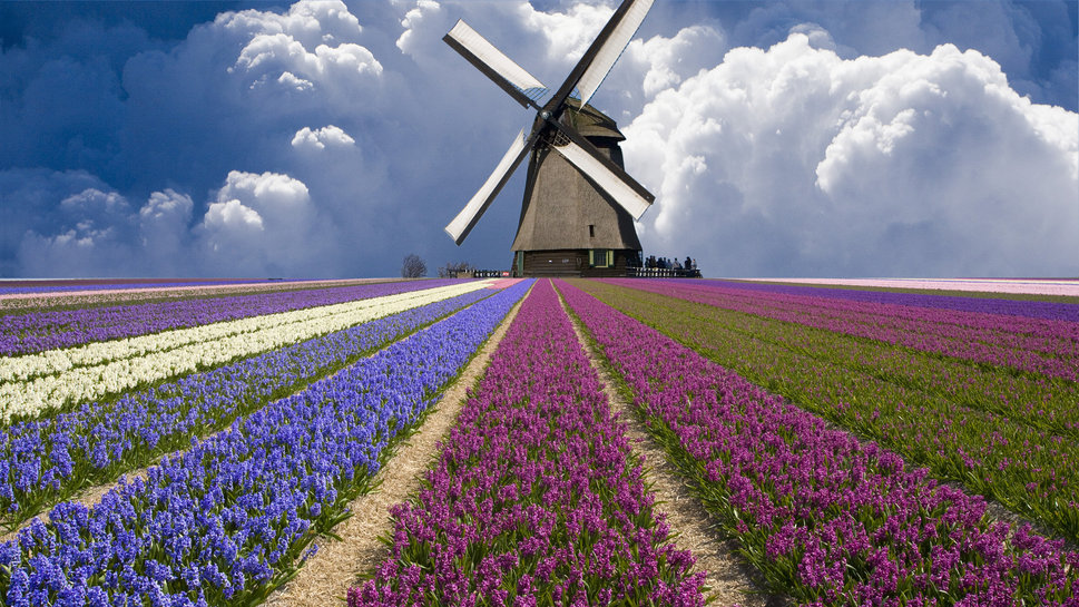 olanda-sole-mare-mulini-e-tulipani.jpg