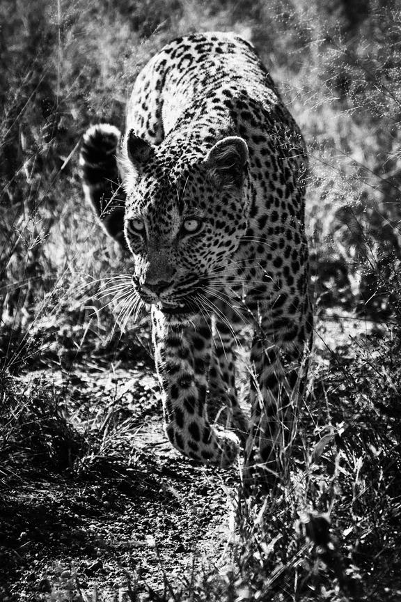 Leopard_-_Afrique_du_sud_2023_Laurent_Baheux-09435_xgaplus.jpg