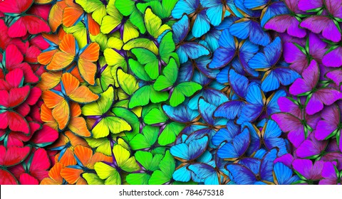 colors-rainbow-pattern-multicolored-butterflies-260nw-784675318.jpg
