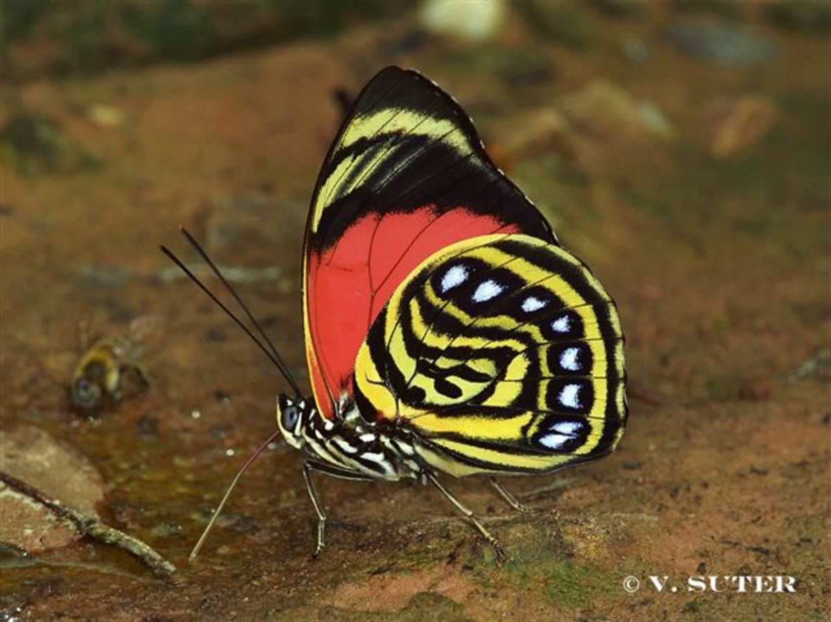 top-10-rare-or-endangered-butterflies.jpg