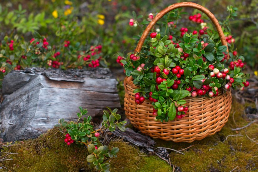 bouquet-red-lingonberries-wicker-basket-stands-forest-berry-harvest-forest-picture-village-concept_344253-3052.jpg