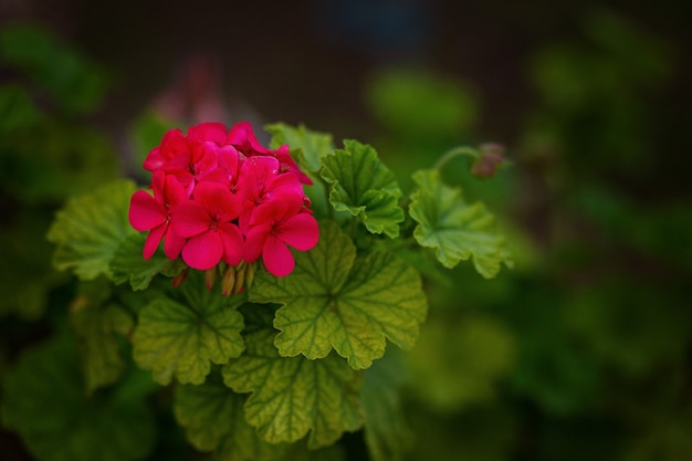 red-pelargonium-garden-red-geranium-flowers-summer-garden-cyprus-bright-pelargonium_511779-166.jpg
