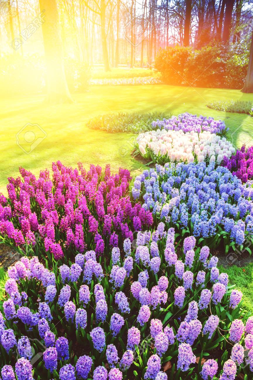 93966845-spring-landscape-with-beautiful-colorful-hyacinths-spring-nature-background.jpg