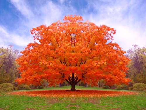 albero-arancio1.jpg