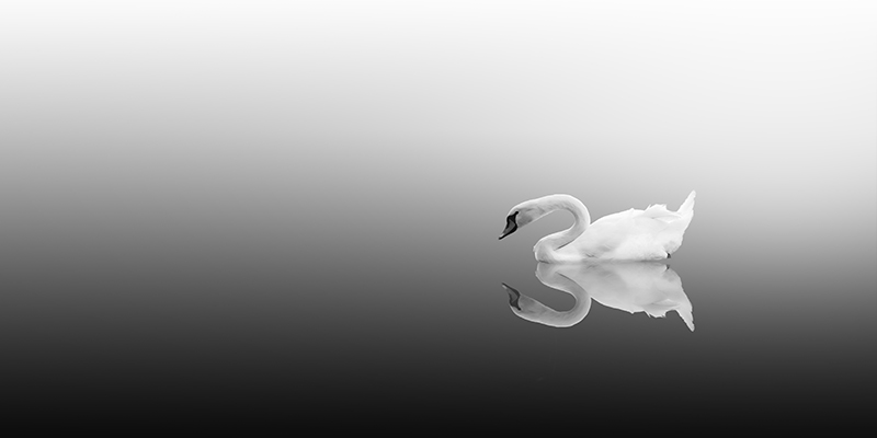 swan4.jpg