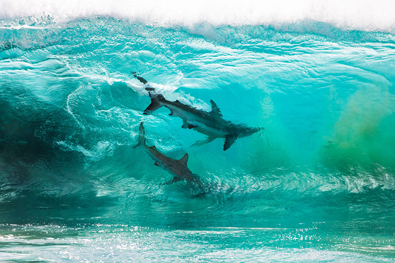 two-sharks-in-a-wave-by-sean-scott.jpg