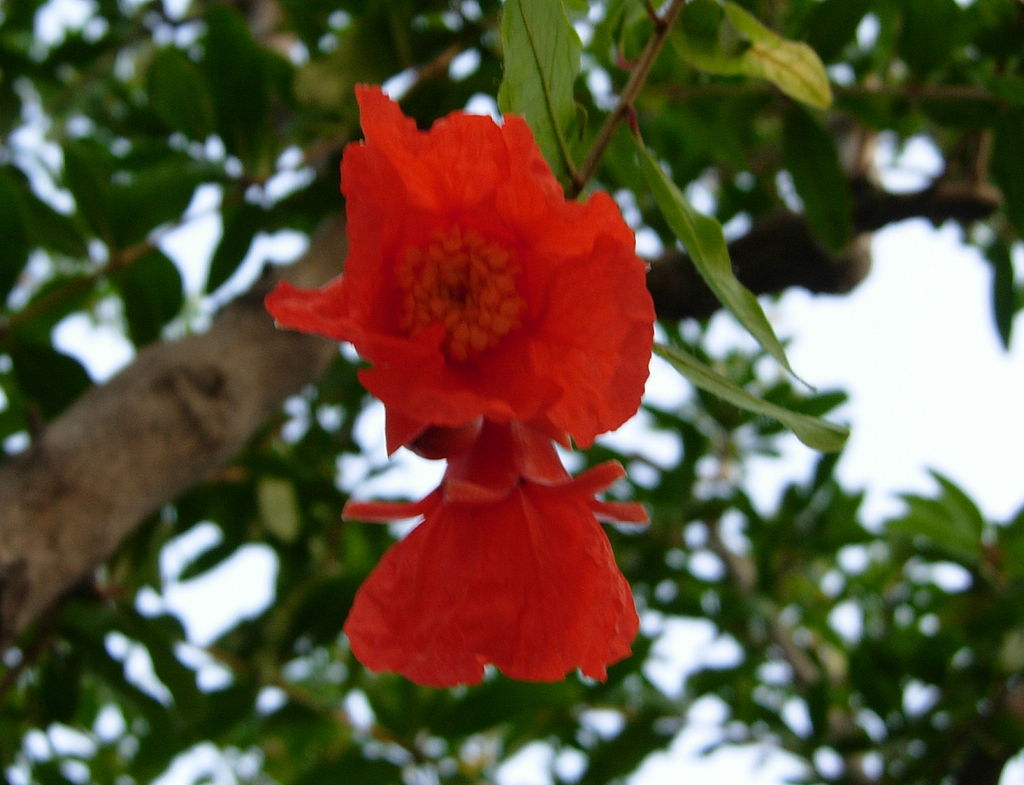 1024px-Pomegranate_flowers.JPG