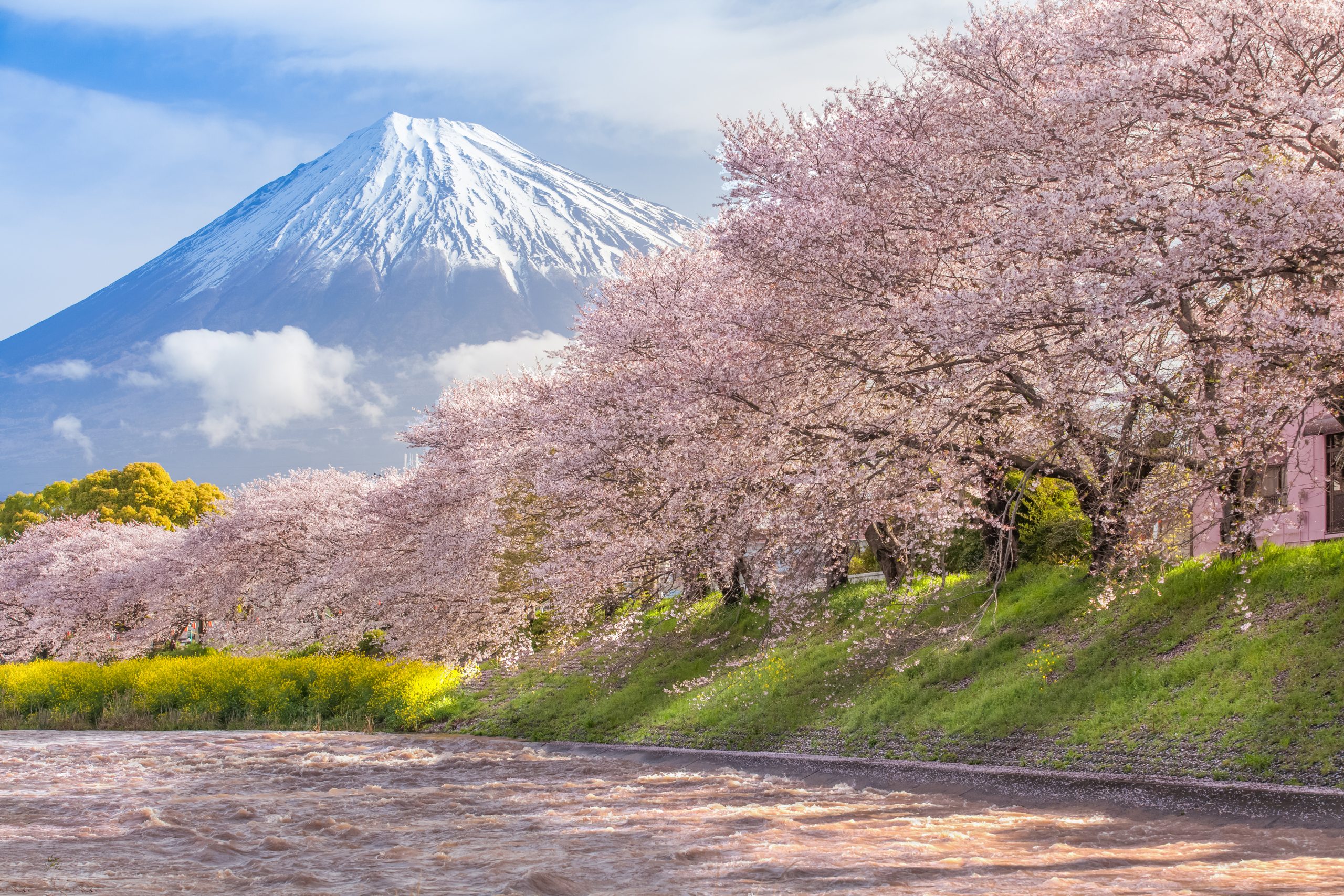 Hero-Beautiful-Mountain-Fuji-and-sakura-cherry-blossom-iStock-831249614.jpg