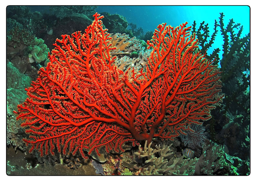 corallo-rosso.jpg