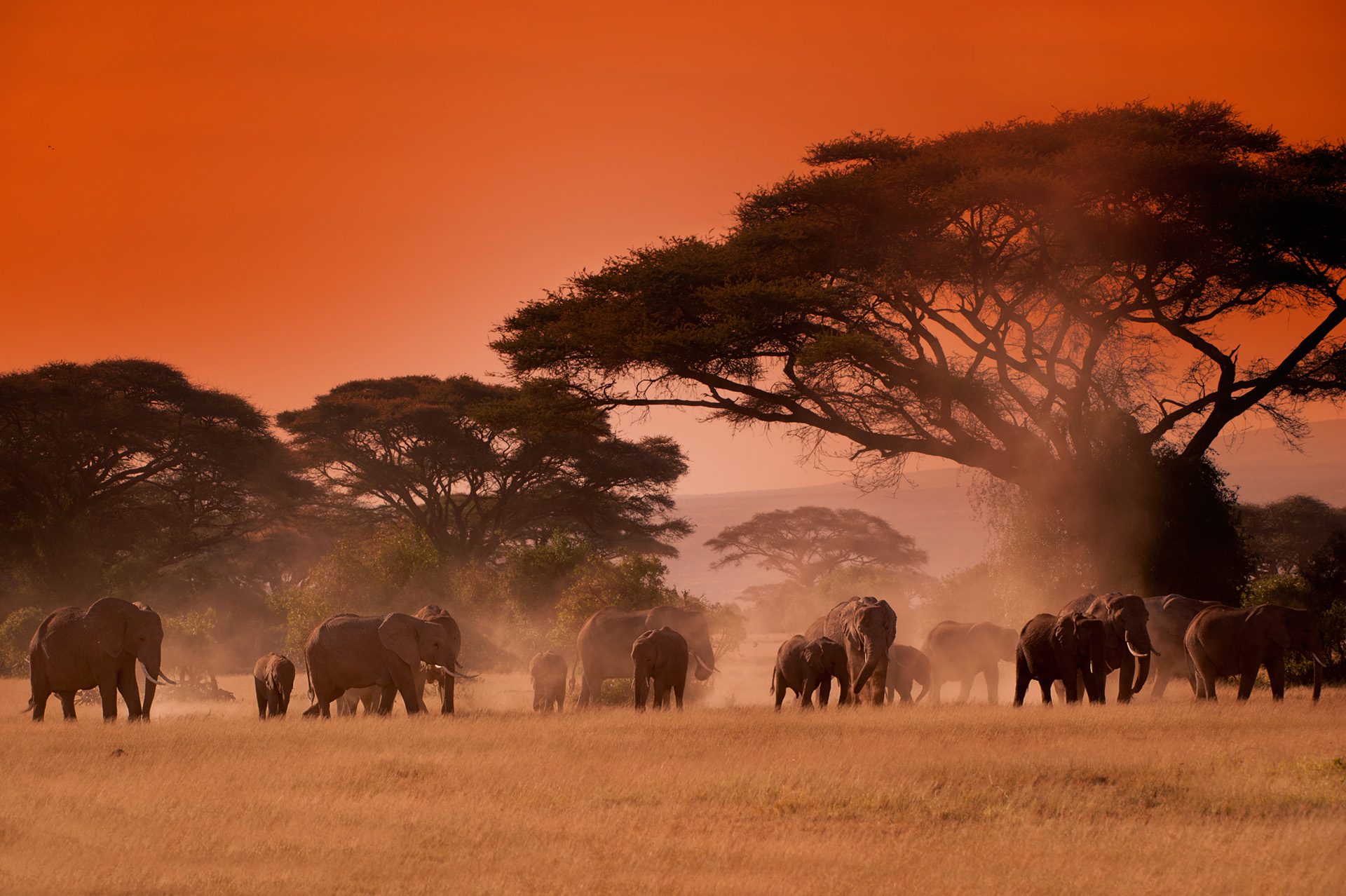 kenya-africa-fotografie-elefanti-masai-mara-safari-viaggi-in-africa-namibia-colori-tramonto-photos-photographs-photographer-elefanti-elephants-national-geographic-elisabettarosso.jpg