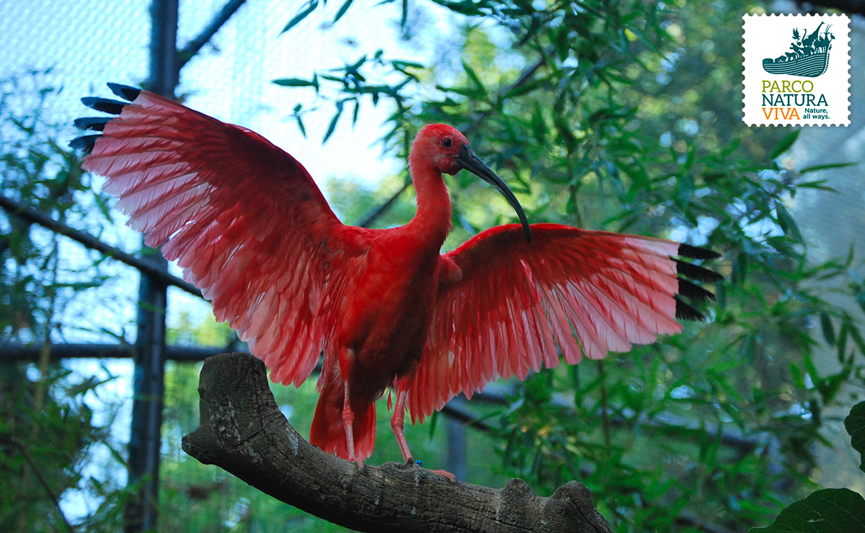 ibis-rosso-3.jpg