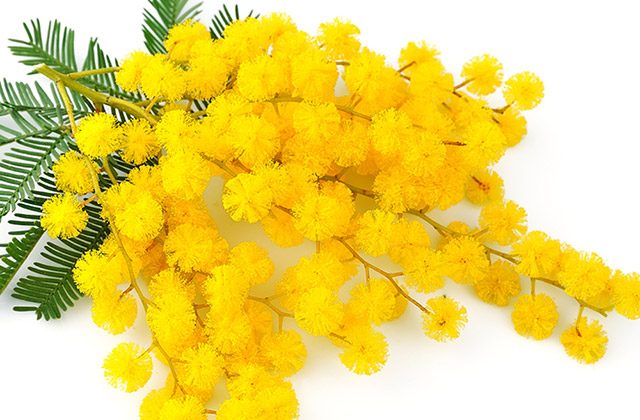 8marzo-festadelladonna-mimosa-640x420.jpg