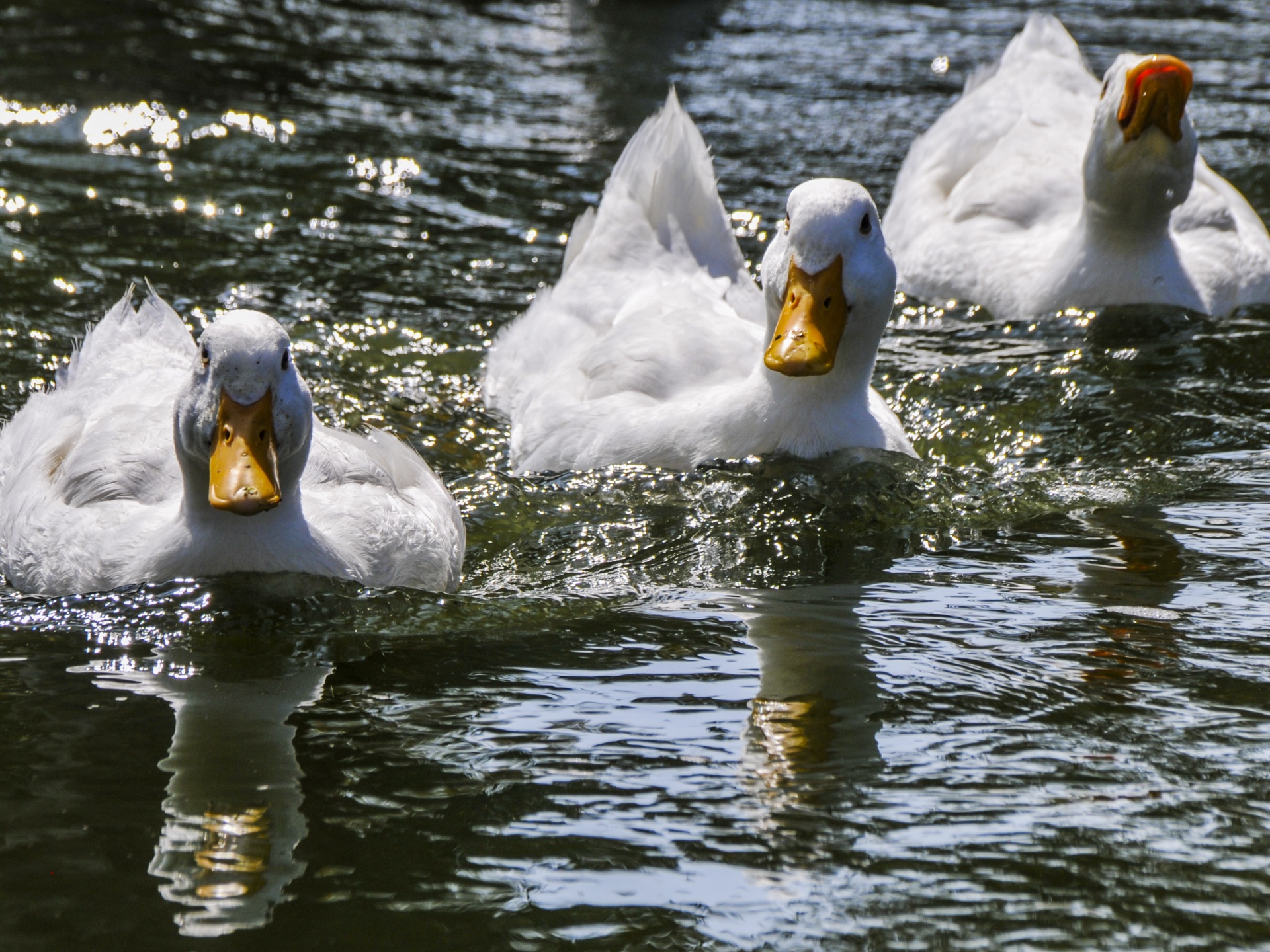 three-domestic-white-ducks.jpg