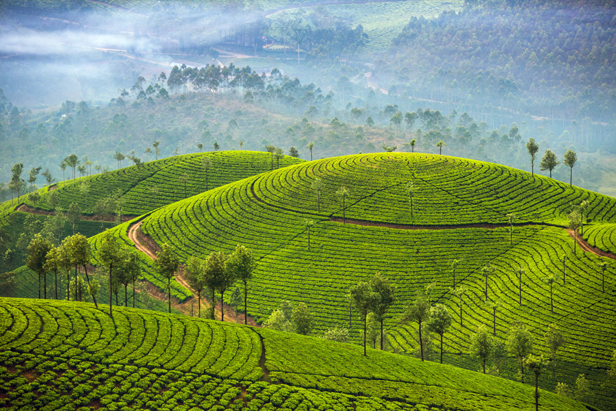 asia_india_spice_trails_kerala_gallery_munnar_tea_plantations.jpg